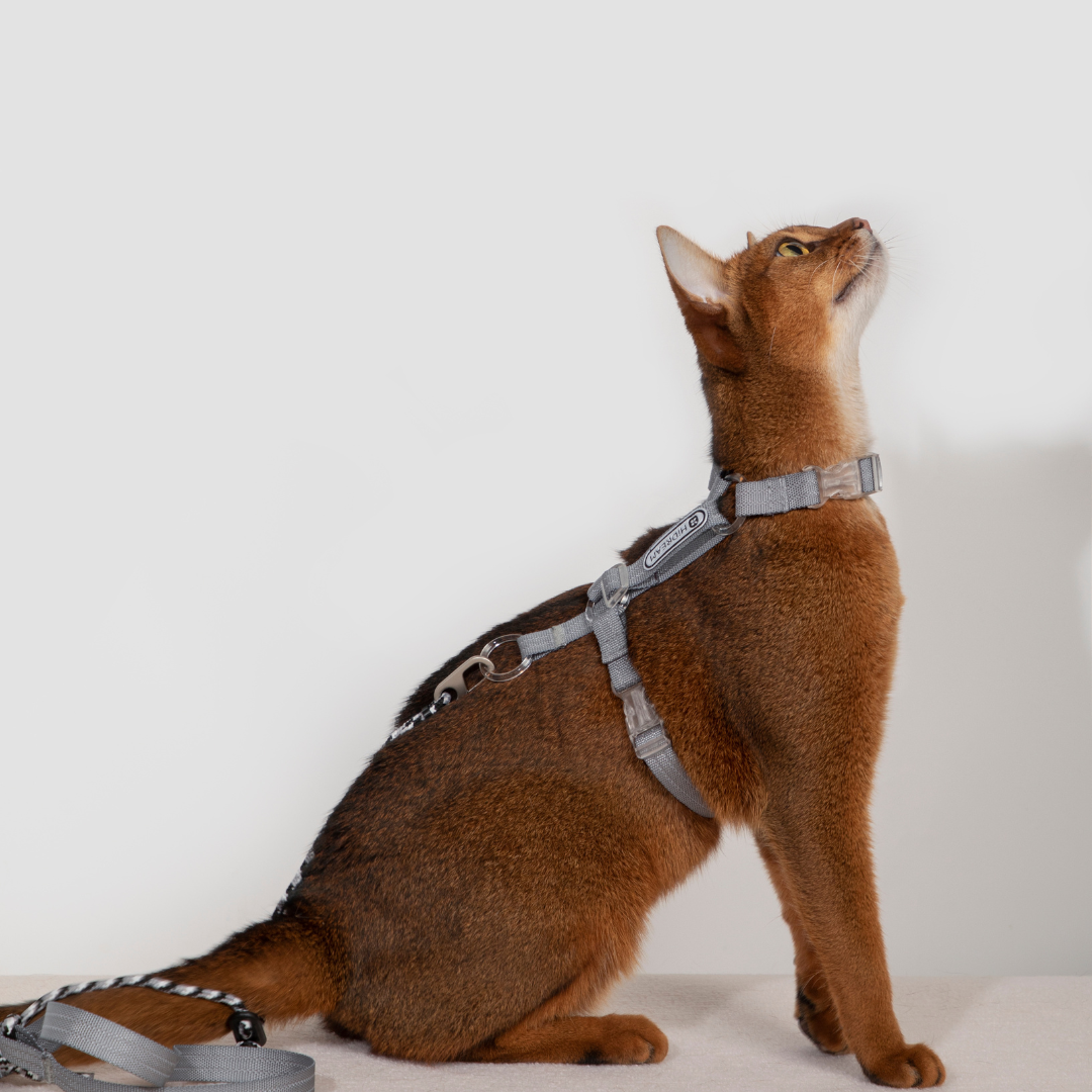 Free Exploration Series Leash