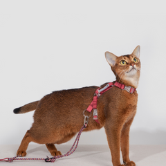 Free Exploration Series Leash