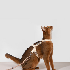 Free Exploration Series Leash