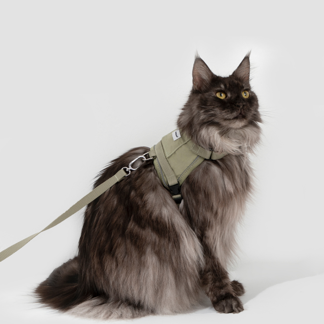 Vest Leash